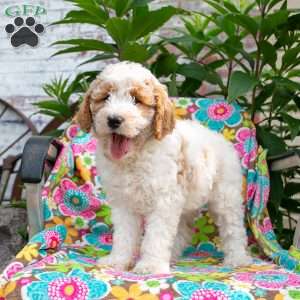 Rhea, Mini Goldendoodle Puppy